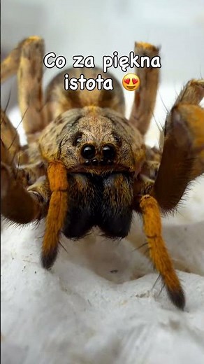 Co za pająk… 🚨#tarantula #zwierzaki #animal #spider #insects #pajak #animals #arachnid #ptasznik