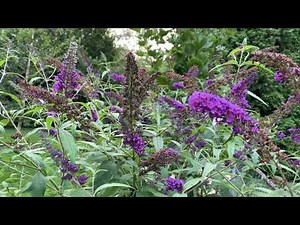 Deadheading Butterfly Bushes