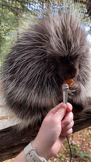 We'll get straight to the point. This is a very important, very seasonal interview with our North American porcupine couple, Tarth and Jibali. 🎤 🍎 🍠 | Stone Zoo