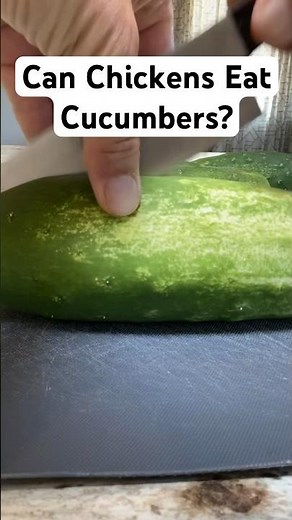 Can Chickens Eat Cucumbers?