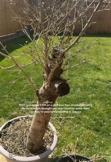 Gardening Fail: Olive Tree Care Mistakes