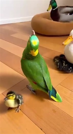 #Reels #FunnyPets #viralvideochallenge | Parrot Dance World