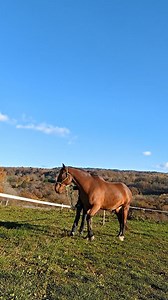 Déplacement latéraux en douceur pour Aka 🥰 #chevalsensible #cheval #dressagehorse #cavalier #horseriding #horsepower #chevalpassion #ethologie #horsepower #hormanship #douceur #soleil #calme #precision | InstinctCheval