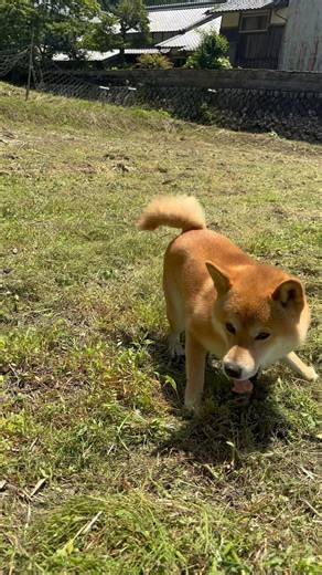 柴犬 ソラ 草刈りの合間のお遊び