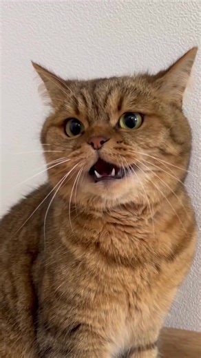 Understanding Cat Behavior: Common Signs and Solutions