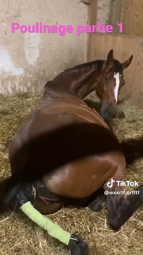ACCOUPLEMENT D'UN CHEVAL #visibilitetiktok #visibilite #nature #100kviews