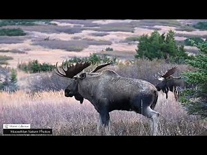 Moose Behavior Series Part 5 - Head Wagging #moose #alaska
