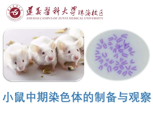 小鼠中期染色体的制备与观察