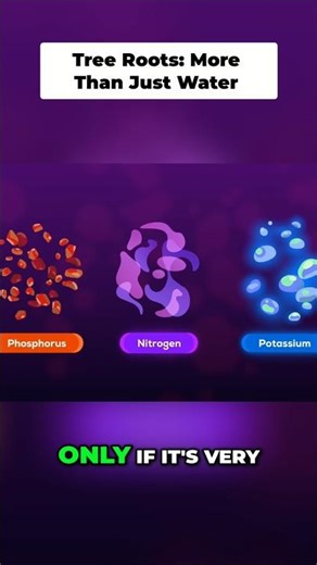 Tree Roots: The Secret to Finding Water and Nutrients #facts #animationshorts #learningscience