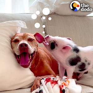 Woman rescues a pig from a pet store- and she falls so in love with her new dog brother that she starts barking just like him 😂 | The Dodo