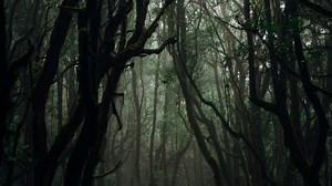 Migránsválság az Egyesült Államok északi határán is   videó