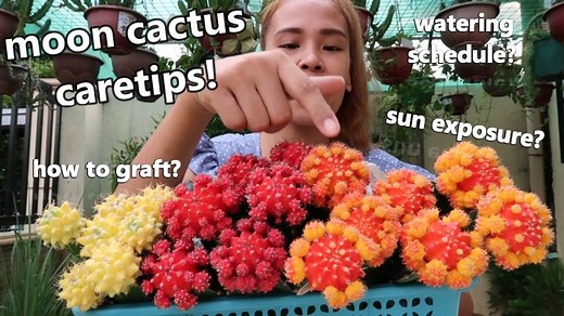 MOON CACTUS CARE! || Watering Schedule And Sun Exposure For more videos, SUBSCRIBE to my YouTube channel: https://www.youtube.com/c/KenKenDeLara/videos THANK YOU! | Kenken de Lara