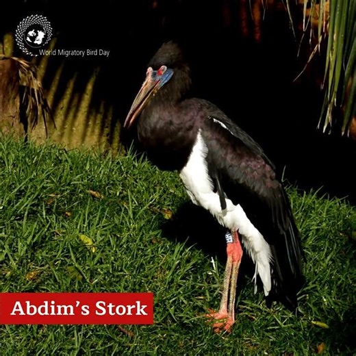 meet this year’s ambassador species