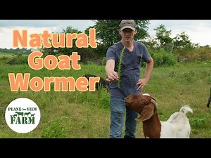 Have You Seen This Natural Goat Wormer? And What I Use To Prevent Pink Eye In Cattle