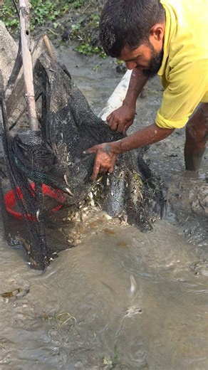 Local mixed fish catching | Daily Fishing Life