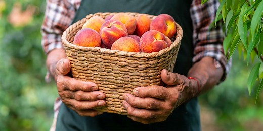 How to Store Peaches So They Last Longer (And Taste Their Best)