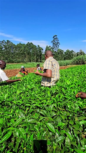 Tea Plucking Time - Traditional Tea Making Process