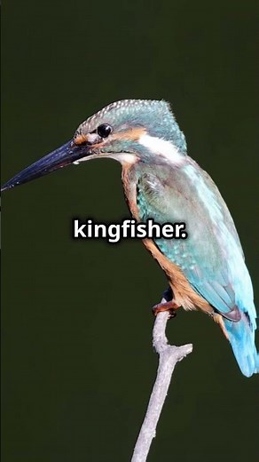 How the Kingfisher’s Beak Helped Design the Bullet Train | Biomimicry in Action