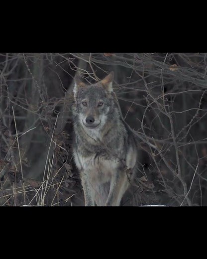 HISTORIA DE LOS LOBOS Y LOS PERROS HISTORY OF WOLVES AND DOGS #lobos #wolfs