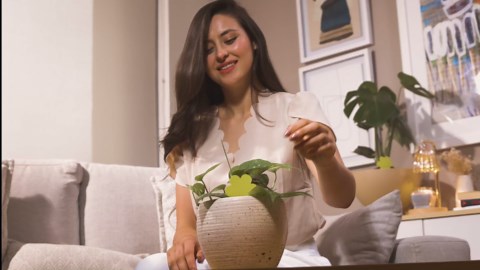 Super Ninja Fungus Gnat Traps - 60 Pack, Highly Effective Gnat Traps for House Indoor, Yellow Sticky Trap for Plants, Non-Toxic & Nature-Friendly, Up to 3 Months