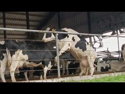 Dairy Farm Cow in Heat