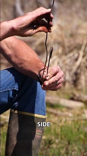 How to Set a Snare for Beaver