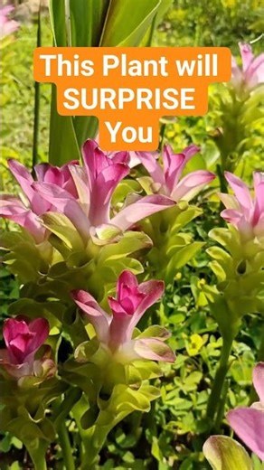 This turmeric plant is absolutely gorgeous #wildflowers #botanical