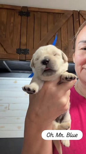 Oh Mr. Blue! #goldenretriever #goldenretrievers #goldenretrieverpuppy #puppiesofinstagram #puppylove #goldenretrieversofinstagram #texasgoldenretrievers #petstagram #goldenretrieverpuppies | Cottage Farmhouse Goldens