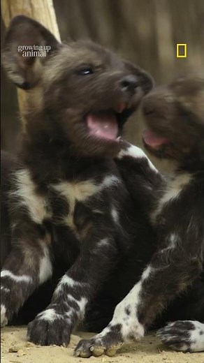 If you're having a ruff day, watch these baby wild dogs 🐶