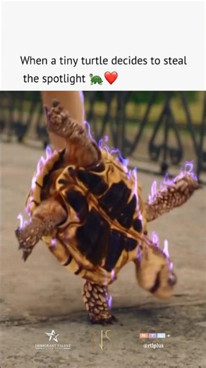 Dancing Turtle | Singing Turtle