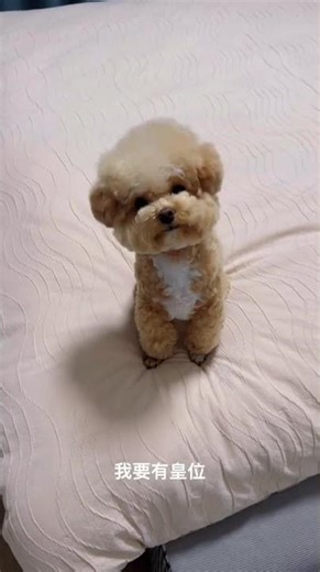 My Senior Dog: A Heartwarming Proof of Pet Love