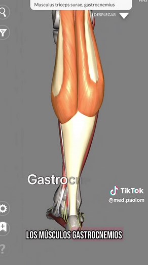 Explora la Anatomía de los Músculos del Pie
