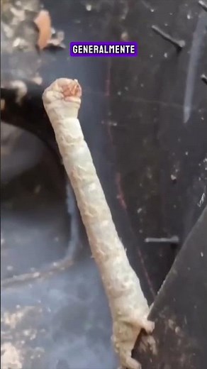 Explaining the Strange Caterpillar Video That Went Viral