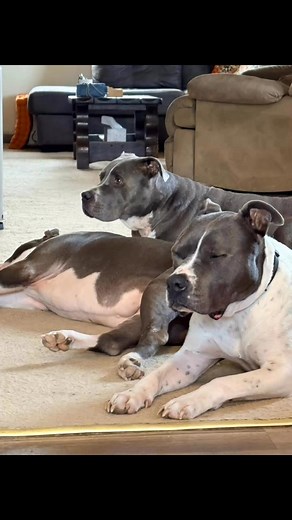 They love me no matter what. #DogsAreFamily #FurBabies | Moma Tee