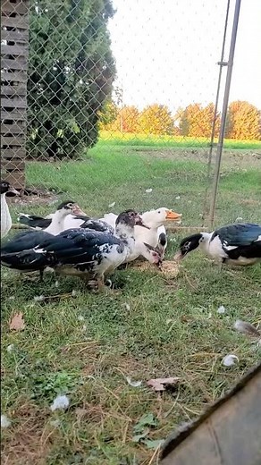 Ducks for Sale in the United states
