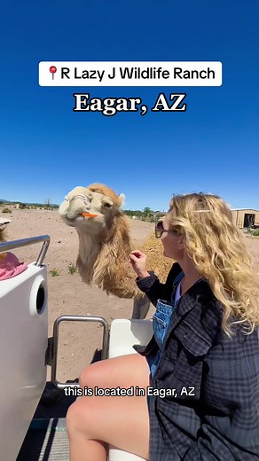 Have you heard of this place? Advanced booking is required since there is a limited number of spots. Their hours are seasonal. Located in Eagar, AZ (near Greer or Pinetop-Lakeside) R Lazy J Wildlife Ranch takes you on a safari type tour through their property where you can feed some of the animals & learn about all of them. #arizona #arizonatravel #whitemountainsofaz #greeraz #eagaraz #arizonathings