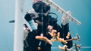 How dying coral reefs brought Prince William and a Wilmington native together