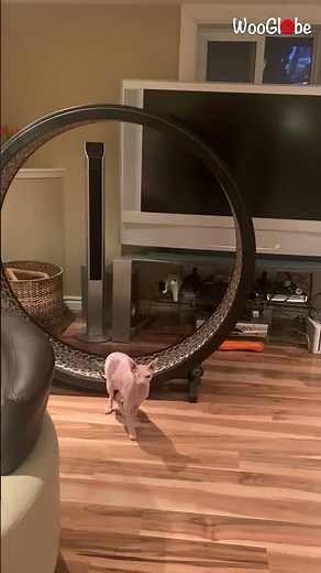 Lightning-Fast Sphynx Cat Running on Her Exercise Wheel || WooGlobe