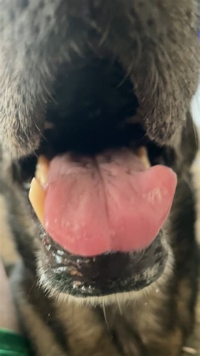 Just enjoying retired life as Dietz plays with cat toys #k9unit #germanshepherd #beautiful #retirement #workingdog #mdlivin #loveit #easternshore #