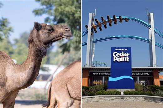 Watch camels escape enclosure, kick at Cedar Point amusement park guests
