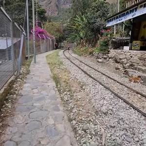 7.4K views · 50 reactions | Wild dog attack Hyena | Royal Forex | Facebook