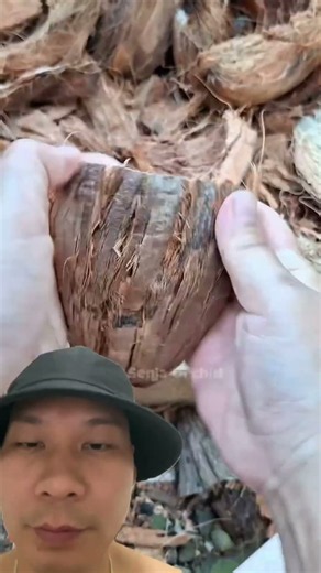Moving a Baby Orchid to a New Home on a Tree