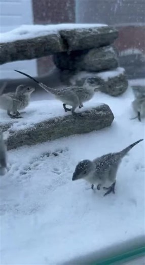 Cryoraptor Minutus - The Tundra Micro Raptor Explained