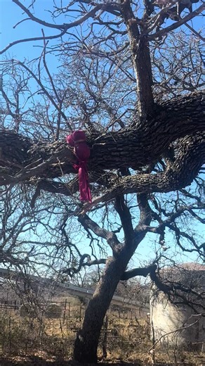 Rescue Dog Training: Belgian Malinois in Action