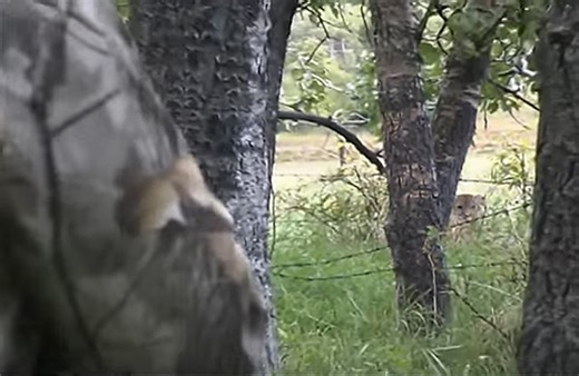 Tim Wells: Mountain Lion Face Off | Bowhunting.Net