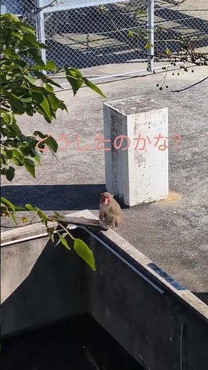 #monkey どうしたのかな？#淡路島モンキーセンター