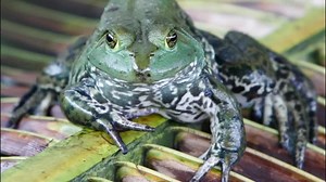 Invasive frog and snake species cost world economy $16 billion, study shows