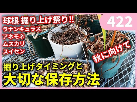 When and How to Dig Up and Store Flower Bulbs | Gardening Channel 422 Gardening for Beginners