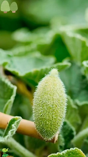 The Fruit That Can Shoot 15 Feet!#nature #Science #plants #explosion #cucumber #pressure #seeds #toxic | Agriculture 9.9