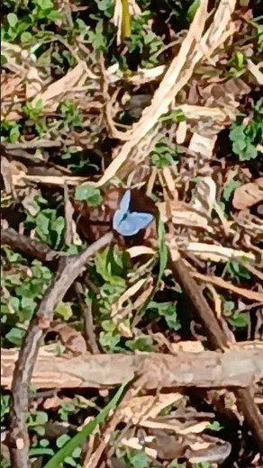 A Spring Azure Butterfly! 🦋